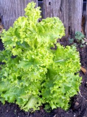 winter lettuce