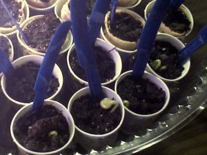 Spaghetti squash - Feb13